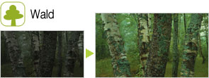 Wald